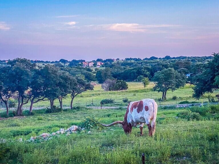 Cow in a Texas Hill Country wildflower field near Florence
